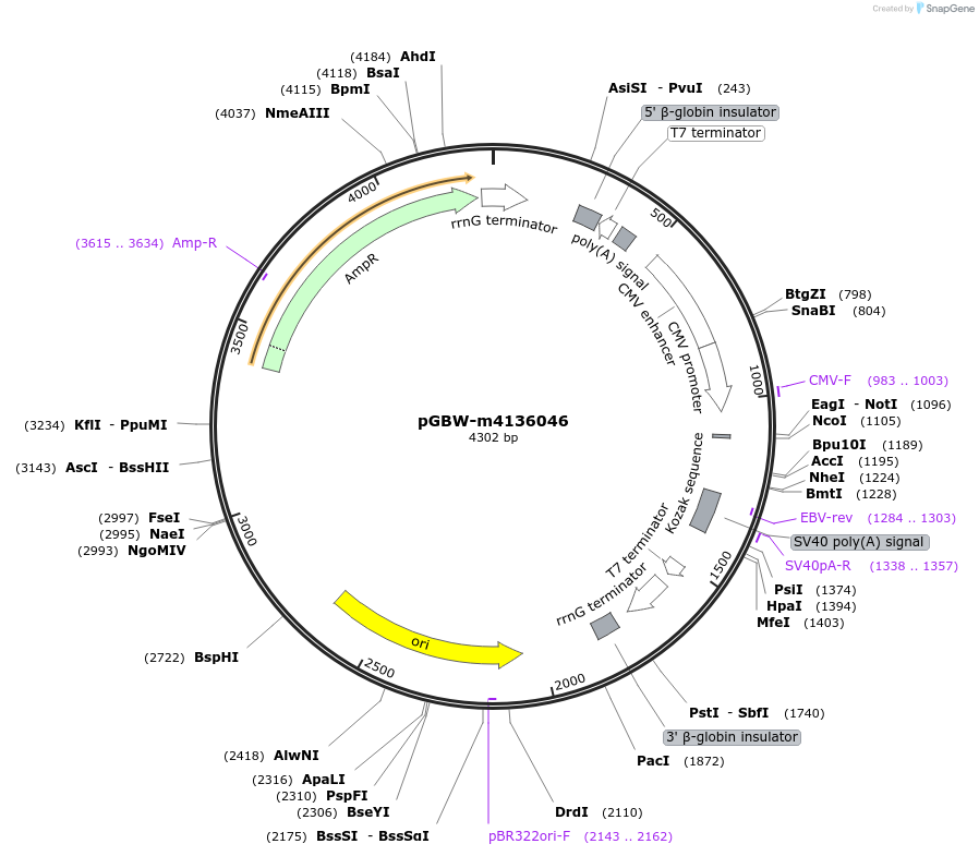 153864-plasmid-map-sequence-id-300408