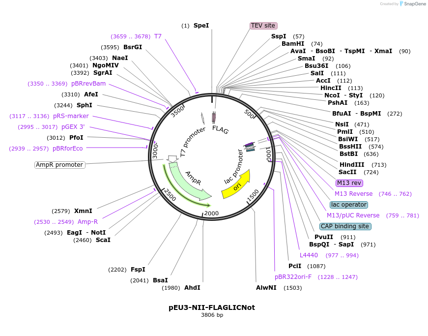 140184-plasmid-map-sequence-id-300409
