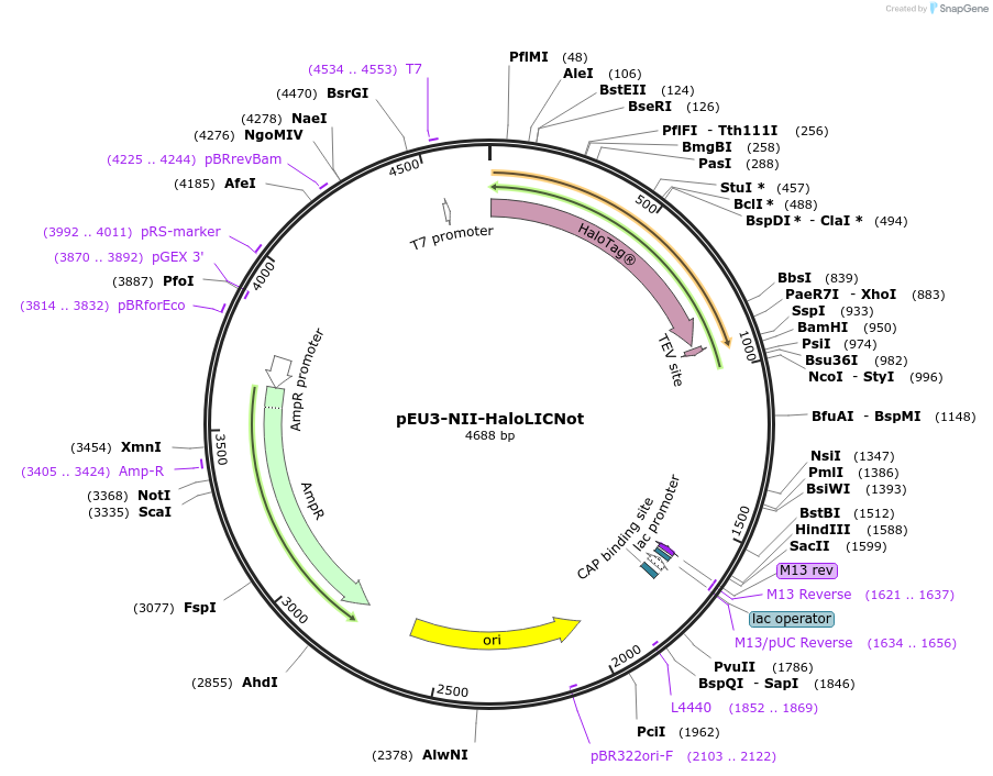 140185-plasmid-map-sequence-id-300413