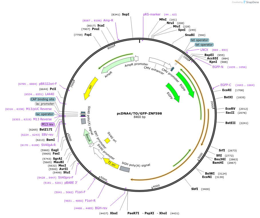 141191-plasmid-map-sequence-id-300415