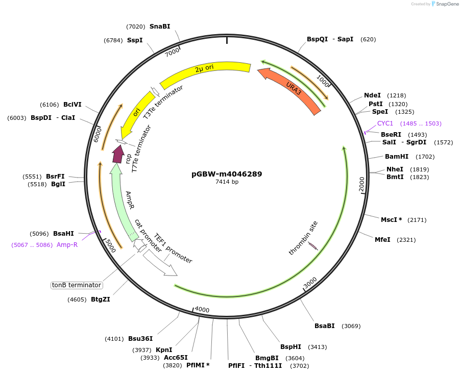 153877-plasmid-map-sequence-id-300421