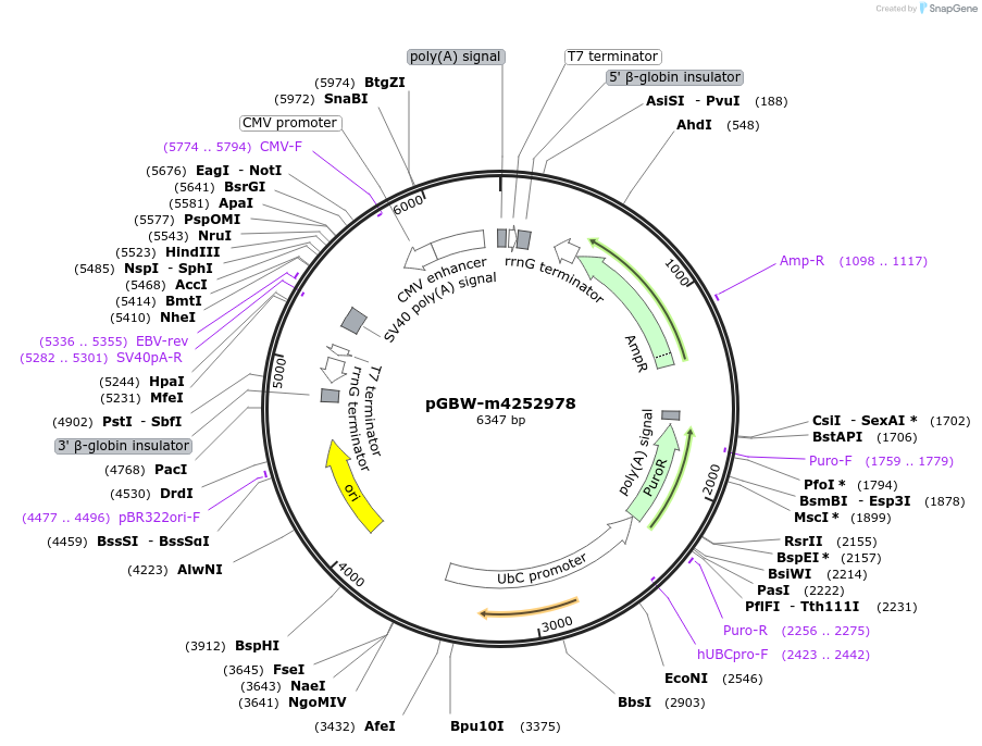 153896-plasmid-map-sequence-id-300437
