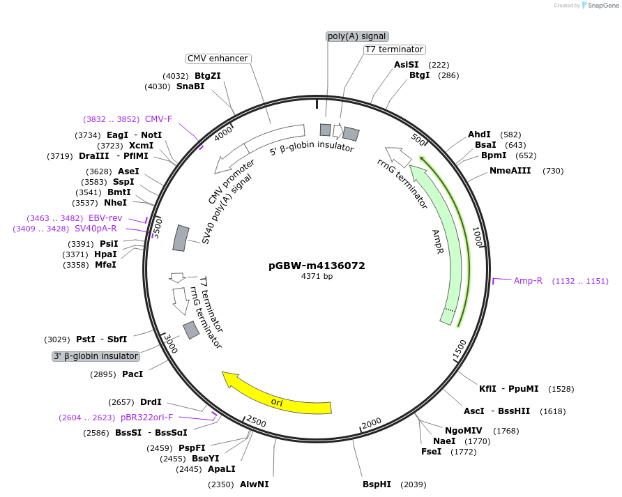 153899-plasmid-map-sequence-id-300440