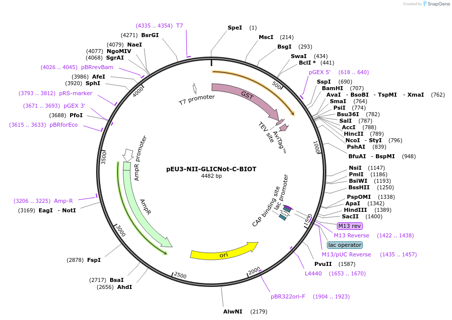 140186-plasmid-map-sequence-id-300441