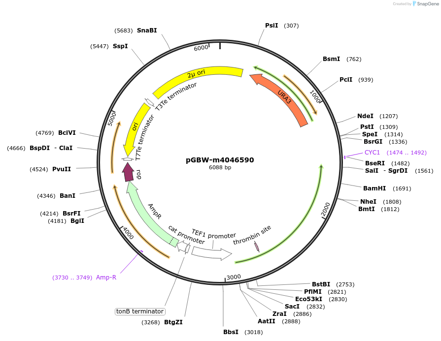 153902-plasmid-map-sequence-id-300443