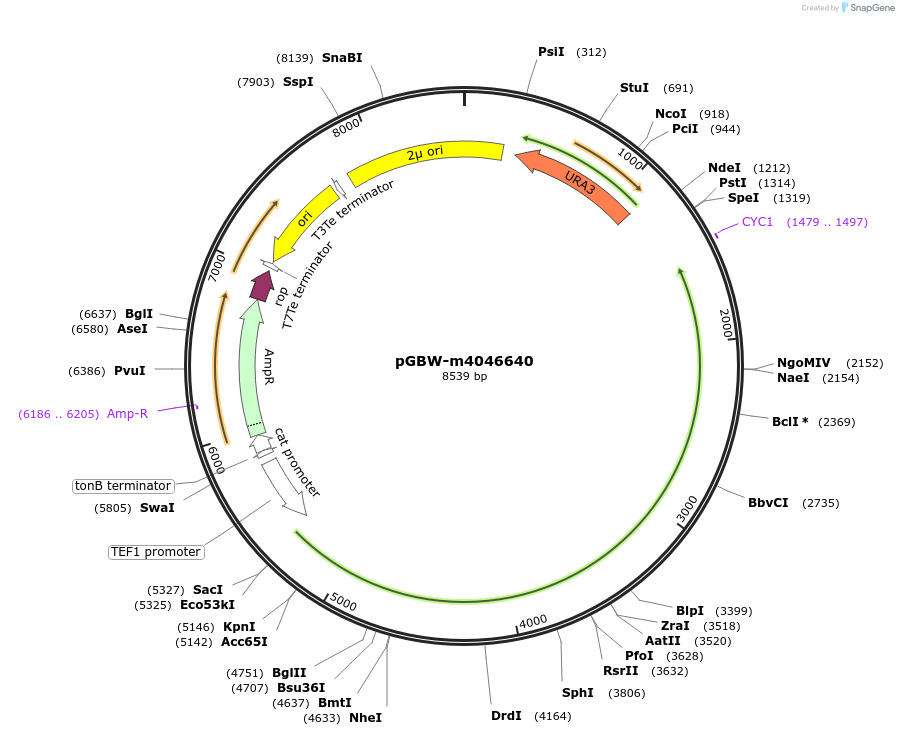 153906-plasmid-map-sequence-id-300446