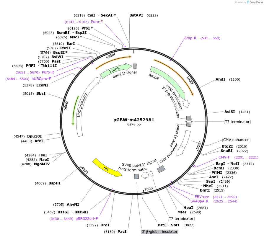 153908-plasmid-map-sequence-id-300449