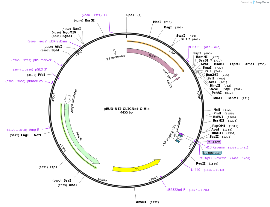 140187-plasmid-map-sequence-id-300453