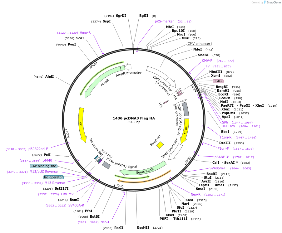 10792-plasmid-map-sequence-id-300460