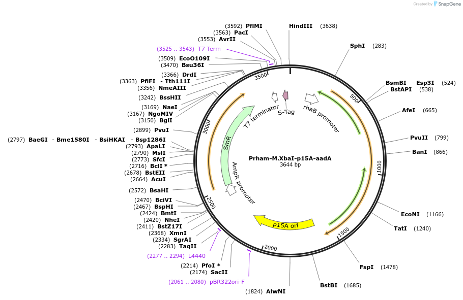 149338-plasmid-map-sequence-id-300477