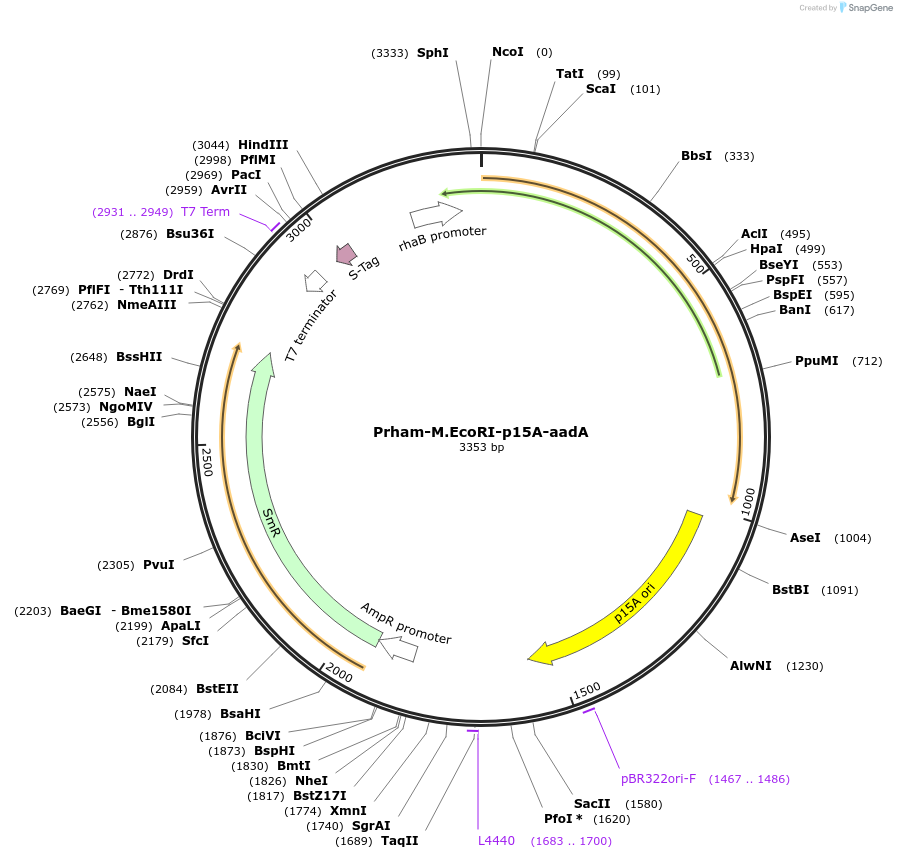 149341-plasmid-map-sequence-id-300479