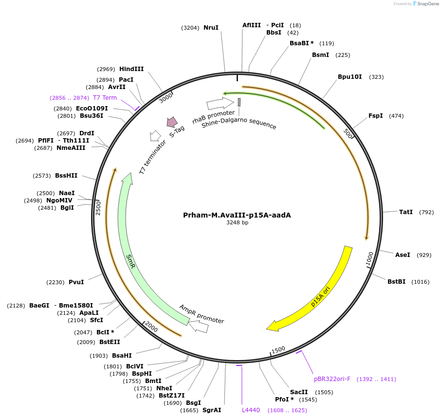 149342-plasmid-map-sequence-id-300481