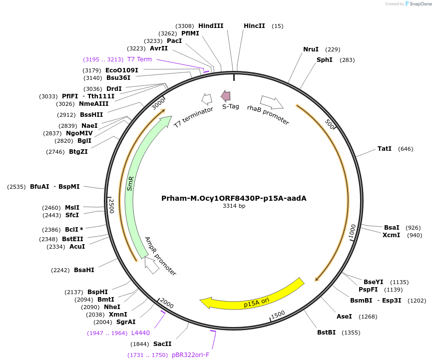 149339-plasmid-map-sequence-id-300482