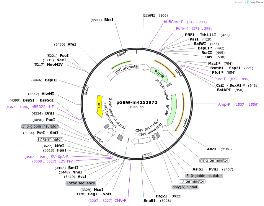 153920-plasmid-map-sequence-id-300486