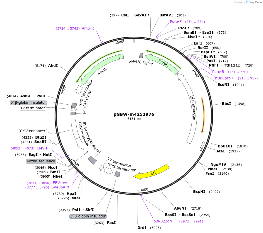153921-plasmid-map-sequence-id-300487