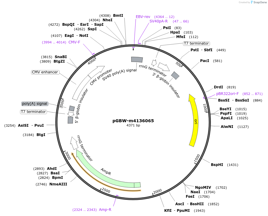 153923-plasmid-map-sequence-id-300489