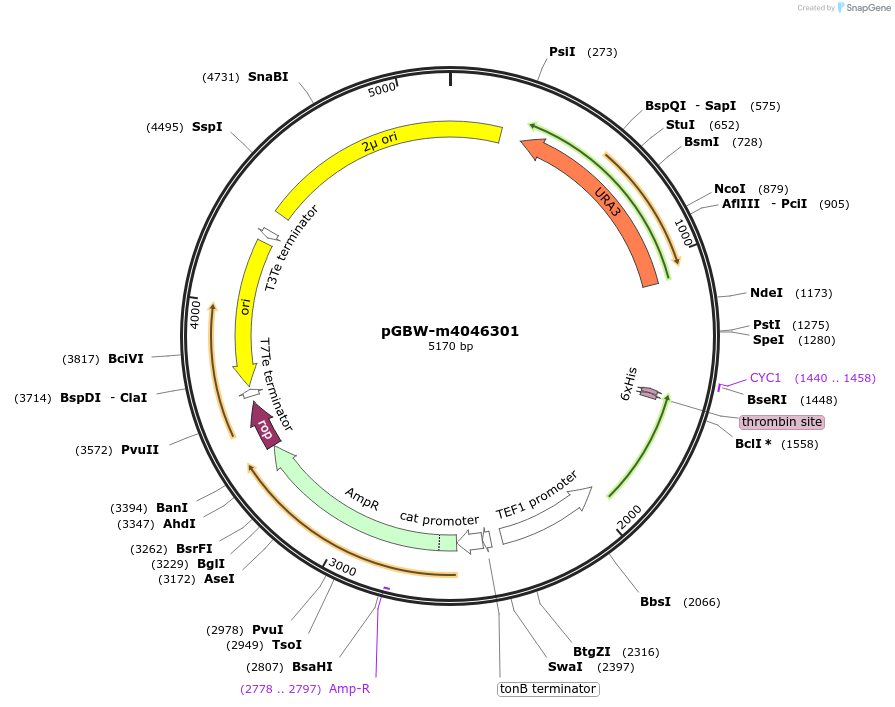 153925-plasmid-map-sequence-id-300490