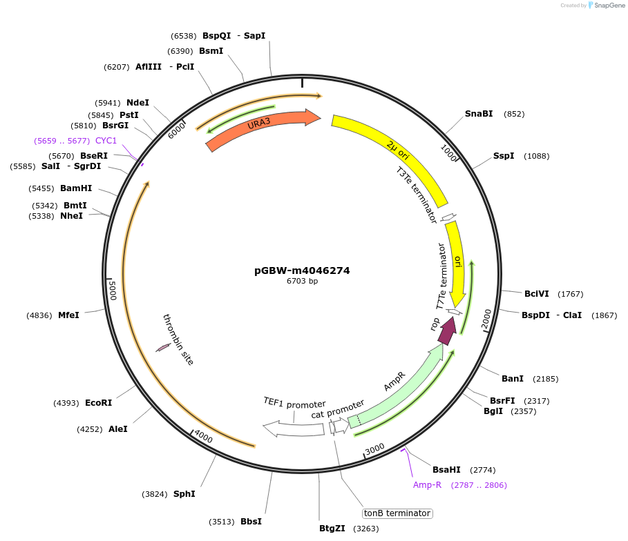 153927-plasmid-map-sequence-id-300492