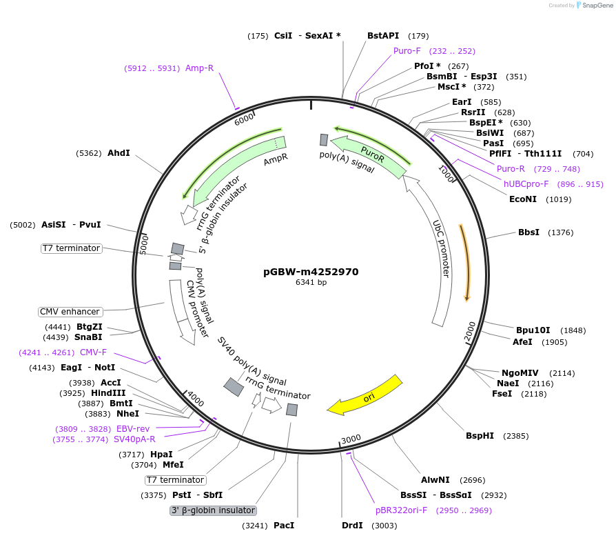 153932-plasmid-map-sequence-id-300496