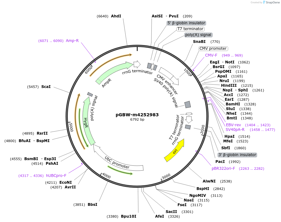 153933-plasmid-map-sequence-id-300497