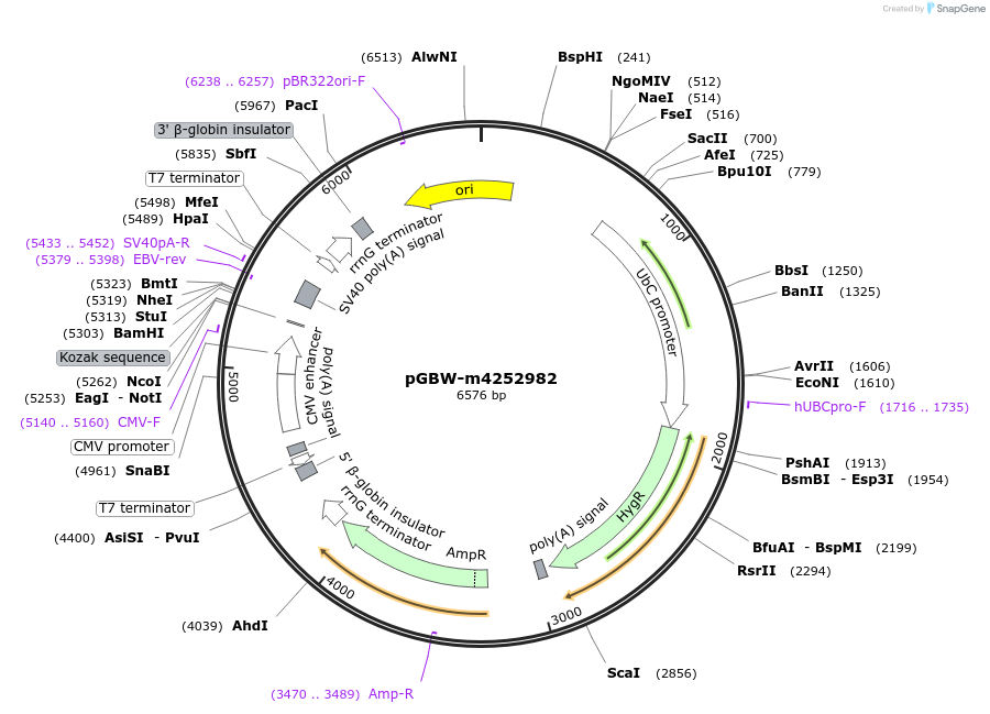 153934-plasmid-map-sequence-id-300498