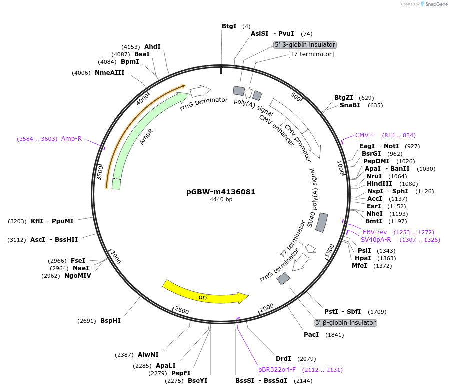 153935-plasmid-map-sequence-id-300499