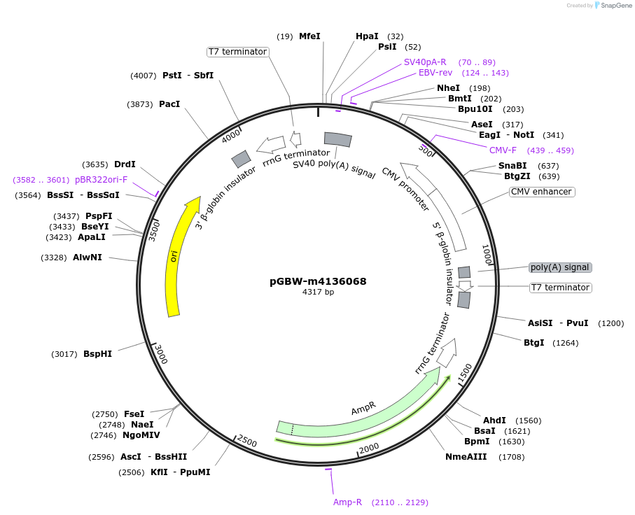153936-plasmid-map-sequence-id-300500