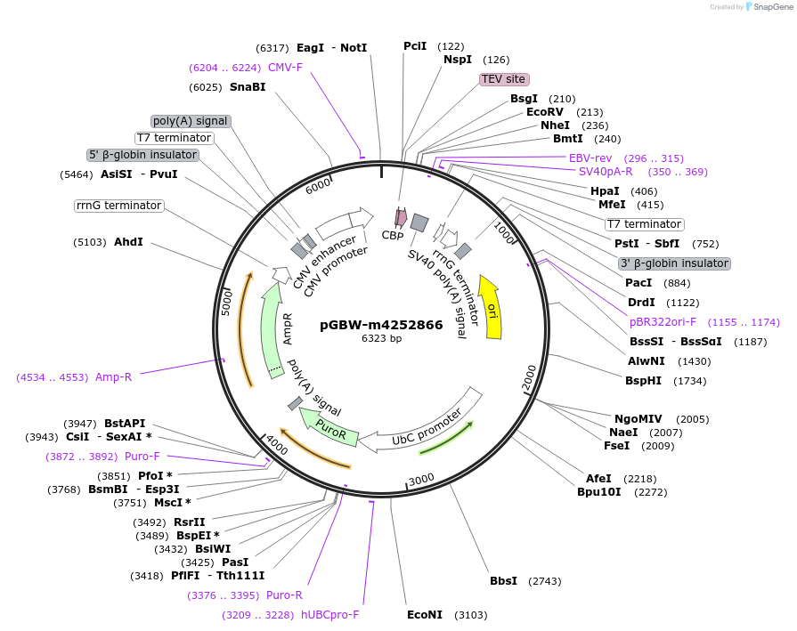 153614-plasmid-map-sequence-id-300506