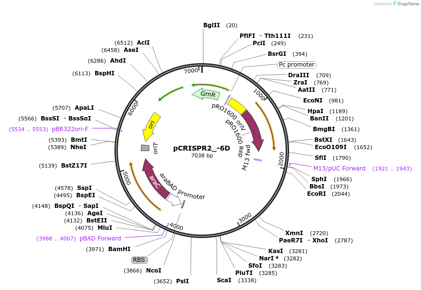 149387-plasmid-map-sequence-id-300508