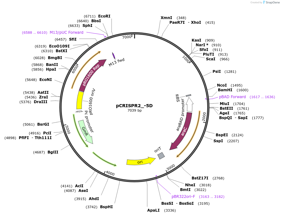 149388-plasmid-map-sequence-id-300509