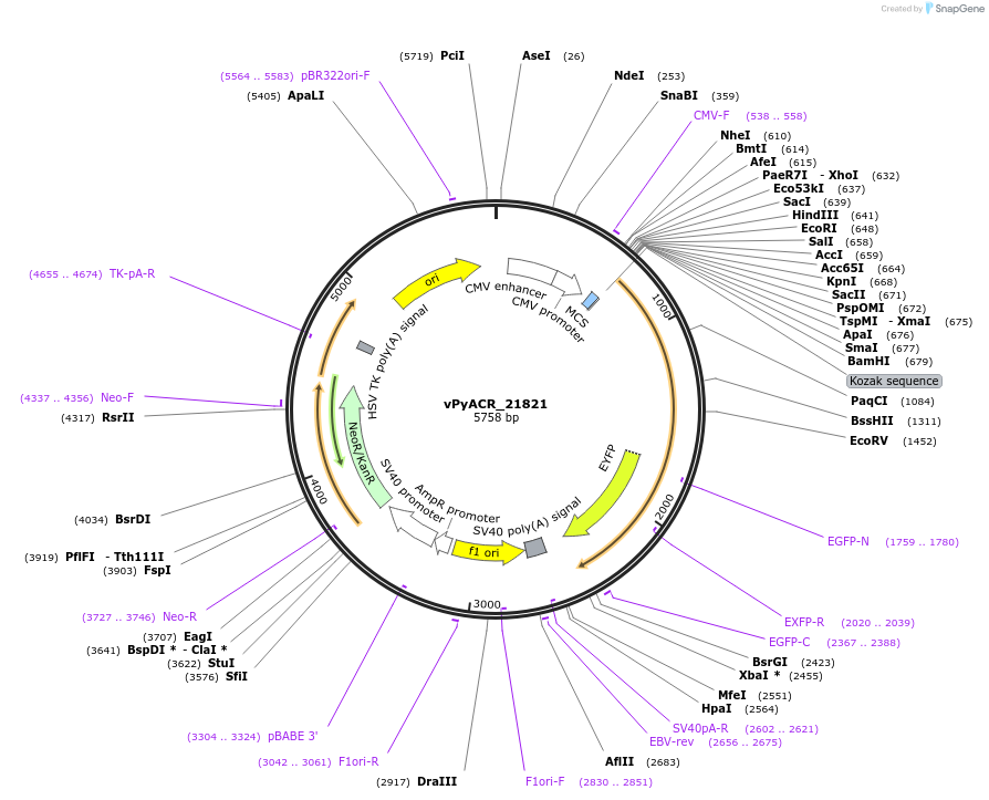 153030-plasmid-map-sequence-id-300513
