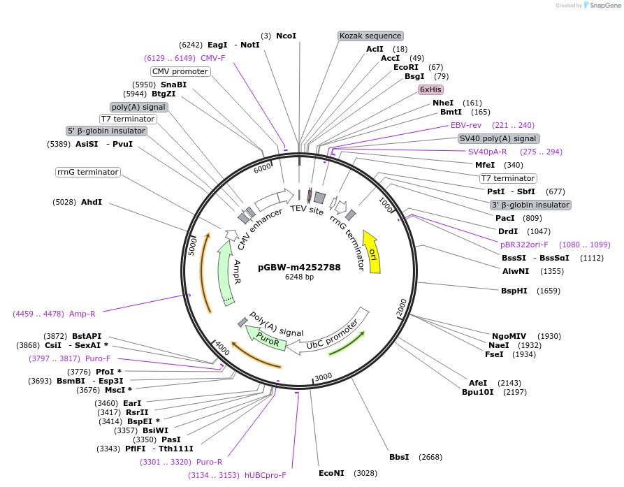 153617-plasmid-map-sequence-id-300564