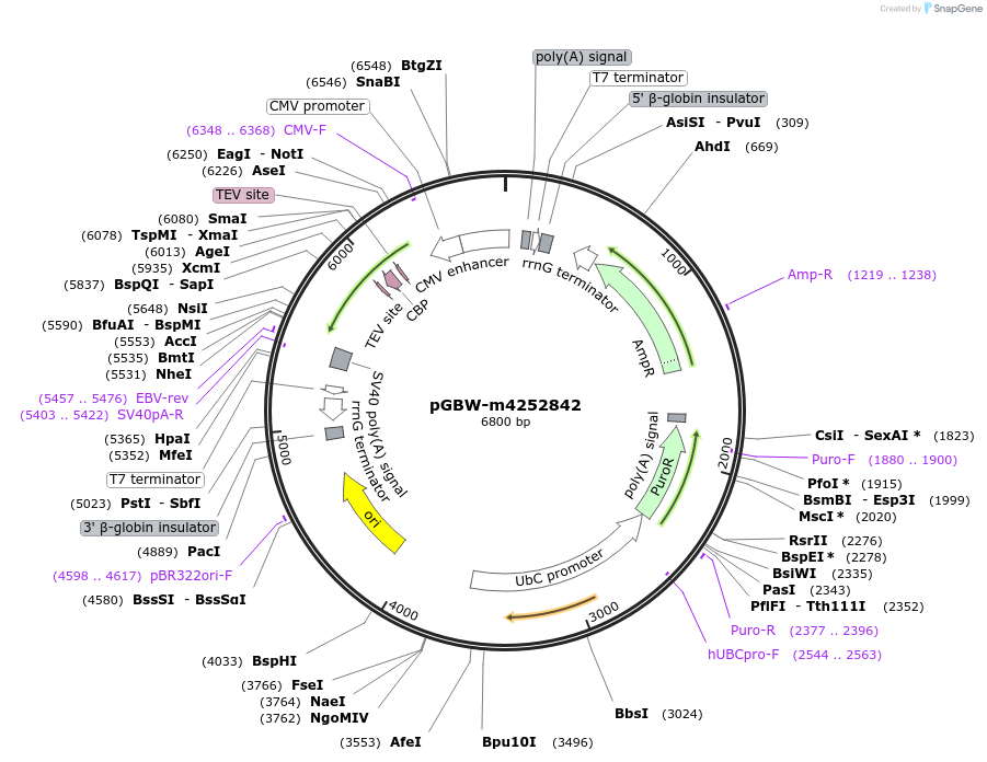 153619-plasmid-map-sequence-id-300567
