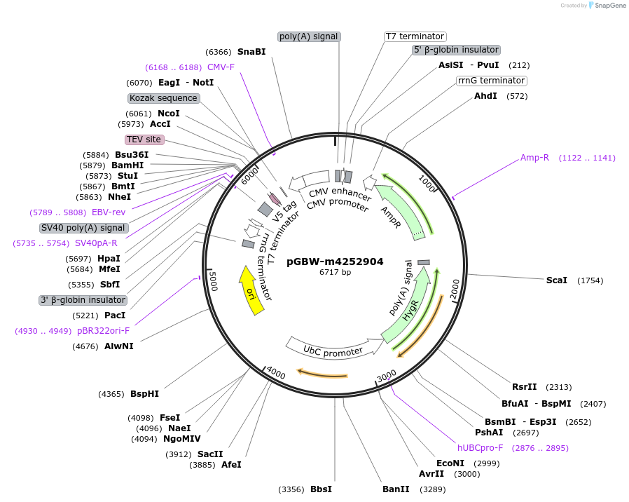 153622-plasmid-map-sequence-id-300572
