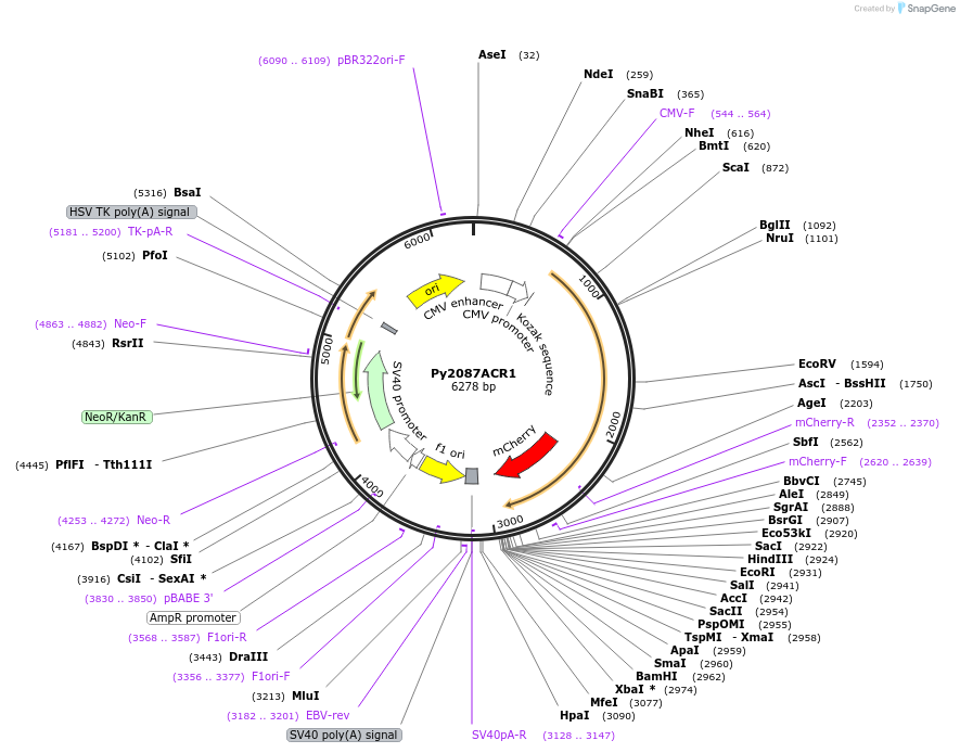 153032-plasmid-map-sequence-id-300578
