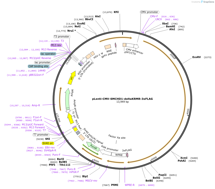 130676-plasmid-map-sequence-id-300581