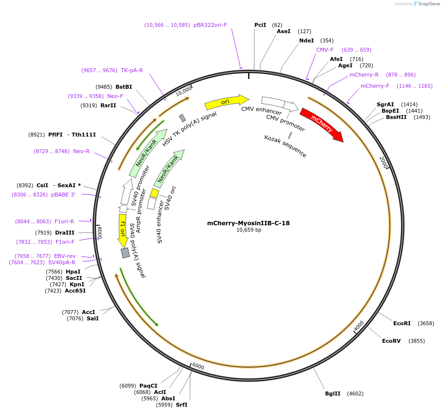 55106-plasmid-map-sequence-id-300584