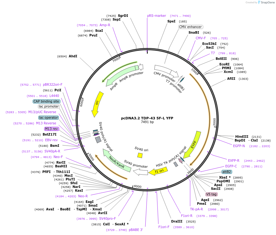 84914-plasmid-map-sequence-id-300585