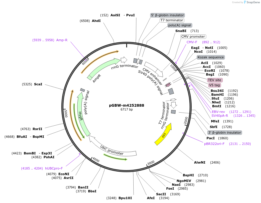153629-plasmid-map-sequence-id-300594