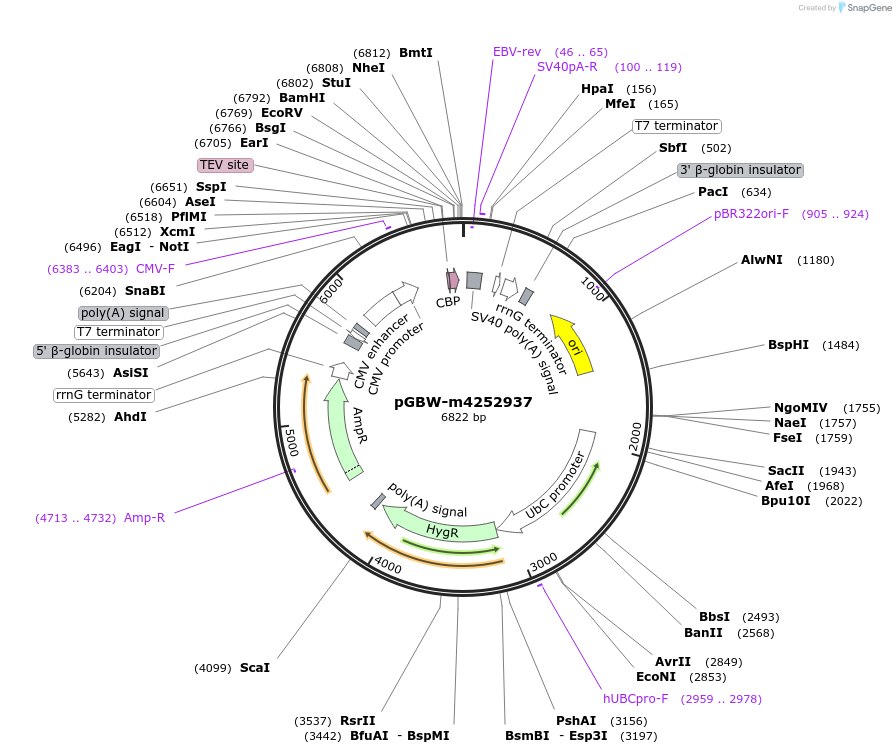 153631-plasmid-map-sequence-id-300596