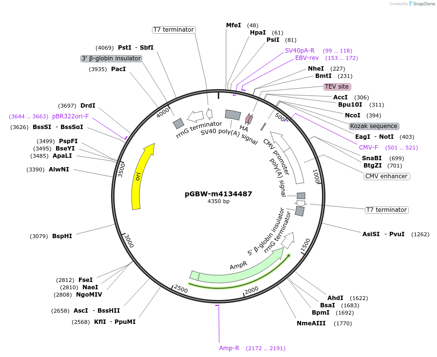 153633-plasmid-map-sequence-id-300597