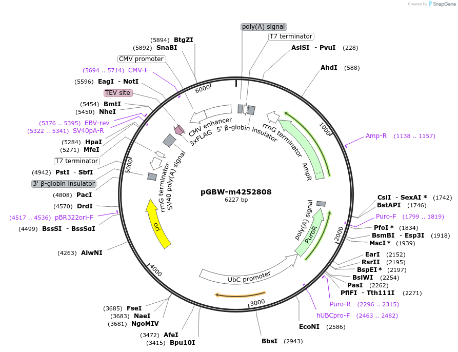 153634-plasmid-map-sequence-id-300598