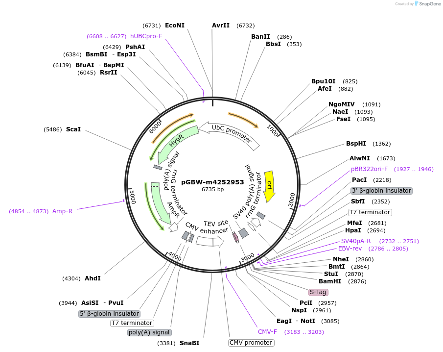 153637-plasmid-map-sequence-id-300601