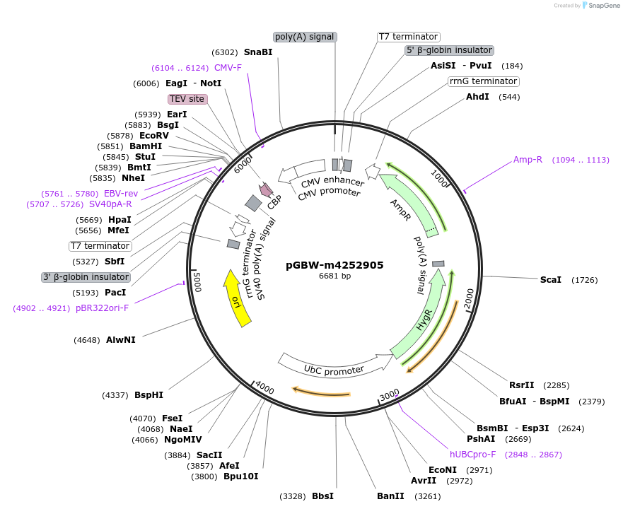 153646-plasmid-map-sequence-id-300612