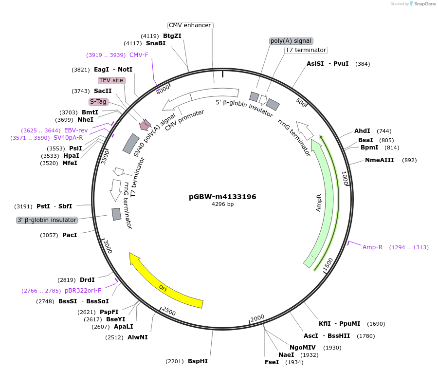 153647-plasmid-map-sequence-id-300613