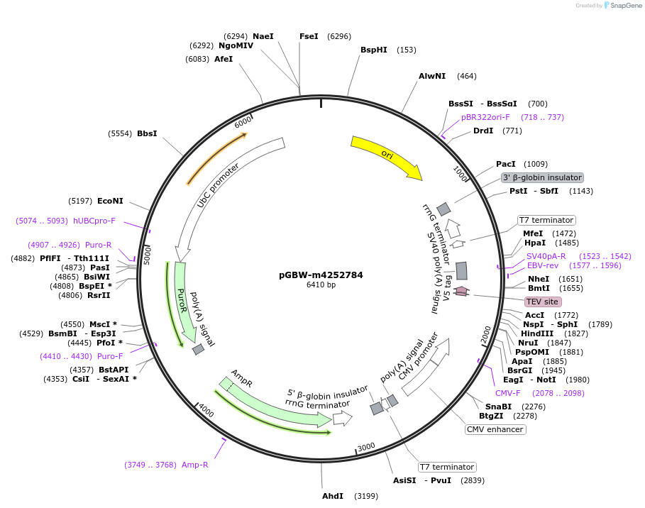 153652-plasmid-map-sequence-id-300616