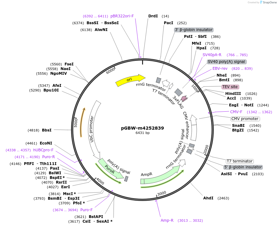 153659-plasmid-map-sequence-id-300620