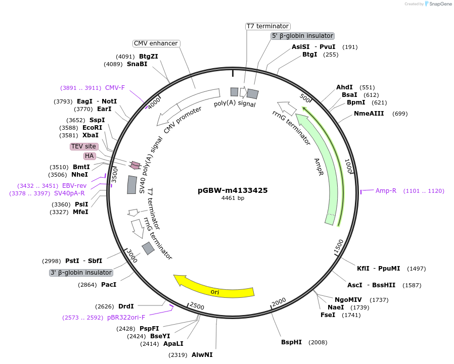 153661-plasmid-map-sequence-id-300622