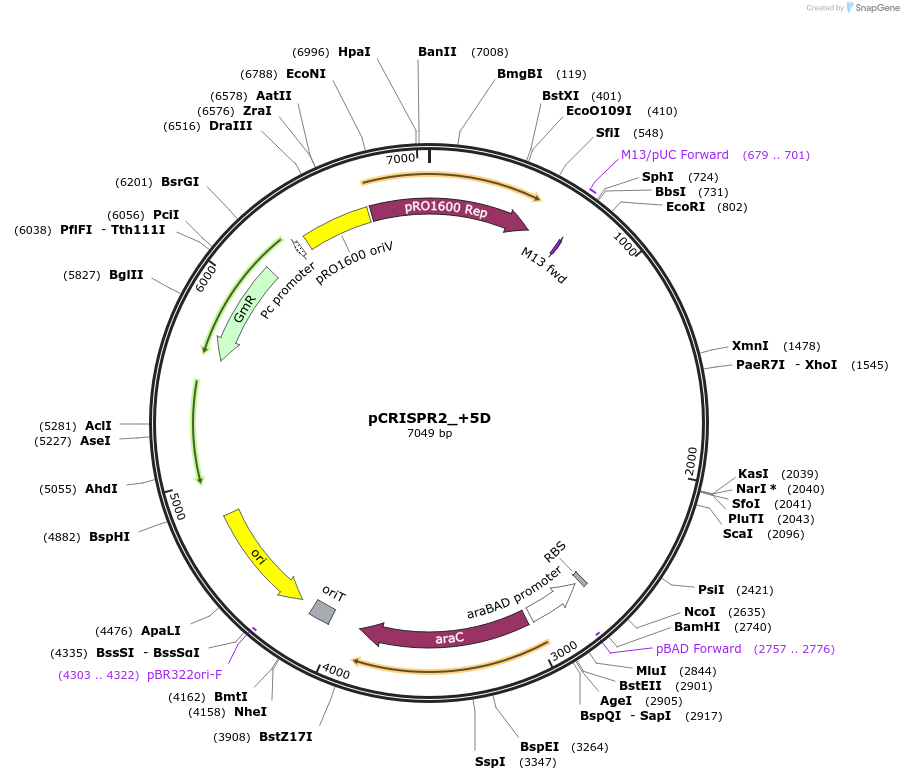 149390-plasmid-map-sequence-id-300624