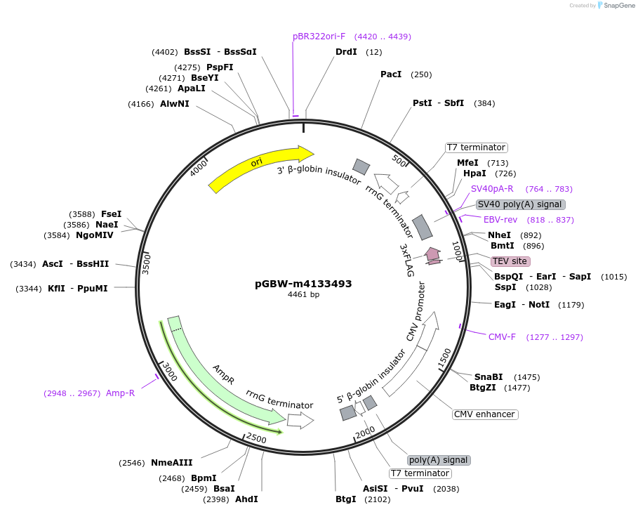 153664-plasmid-map-sequence-id-300632